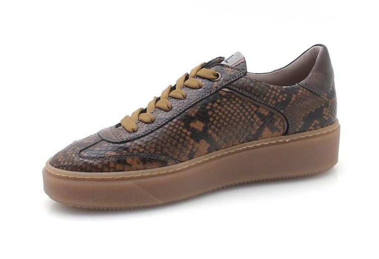 DL Sport 7100 (260660) - Reynders - Daenen