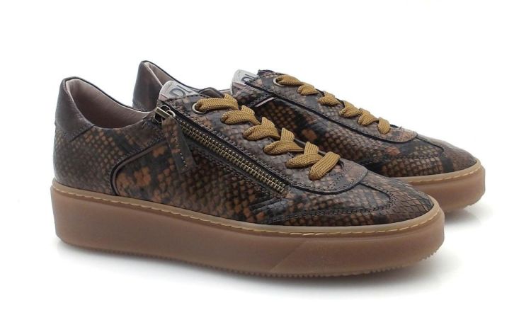 DL Sport 7100 (260660) - Reynders - Daenen